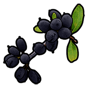 Black Berry