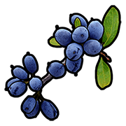 Синяя ягода