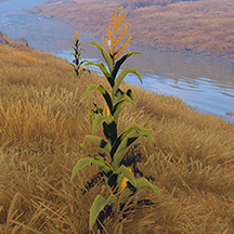 Wild Corn Plant