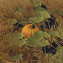 Wild Pumpkin Plant